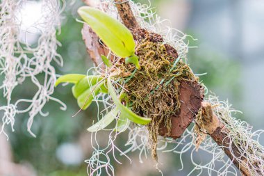 Etli, kıvrımlı yaprakları ve algaefungus büyümeleri olan eşsiz bir bitkinin yakın çekimi zengin flora bölgesinde, canlı yeşiller ve kahverengiler görünür bir metin yok