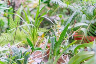 Çeşitli yaprak dokularına sahip çeşitli bitkilerin yakın çekimleri, yapraklı bir bitki ve muhtemelen iyi korunmuş bir bahçede tomurcuğu olan daha küçük bir bitki.