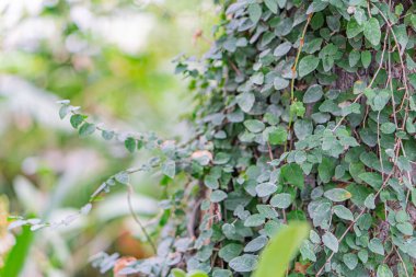 Close-up view of a glossy, tightly packed leaf plant, possibly outdoors, showcasing shades of dark to lighter green leaves with curled edges The central part seems like the stem or trunk, while the clipart