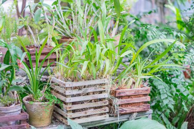 Görüntü çeşitli konteynırlarda çeşitli bitkileri gösteriyor, muhtemelen açık havada ya da yarı açık havada. Bitki konteynırları arasında tahta sandıklar ve muhtemelen plastik ya da metal küvetler de var.