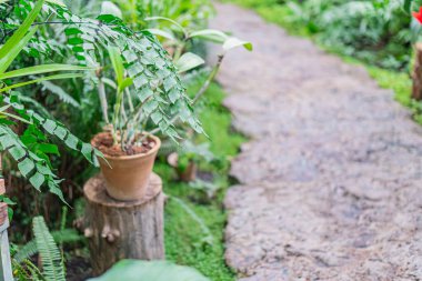 A tranquil garden path leads through a lush, well-maintained green space The path is paved with irregular stones, surrounded by shrubs and plants on both sides A wooden structure can be seen on the clipart