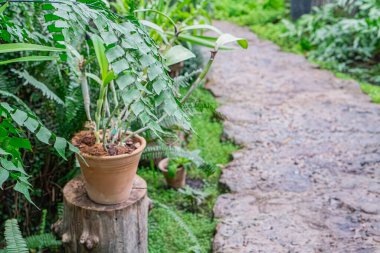 Tahtadaki saksı bitkisinin görüntüsü, bir kaya bahçesi yolunun yanında düzensiz bir saksıda sağlıklı geniş yapraklı bir bitki, bitki ve ağaçların yemyeşil bir zemin üzerine kurulmuş yosun ve küçük eğreltiotu ile doğal eğreltiotu