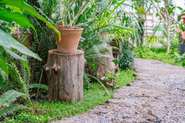 Görüntü, çeşitli bitki ve eğreltiotlarıyla çevrili yeşil bir bahçenin ortasında eğri bir taş yolu gösteriyor. Bir kütük ve iki terasotta saksısı karakter katıyor. Sahne detay açısından zengin ve sükunet dolu.