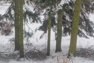 Image shows a snowy landscape with parallel tree rows, possibly taken with a wide-angle lens The trees tops are cut off, suggesting an untouched winter scene clipart