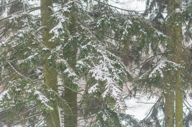 Snow-covered coniferous trees in a serene winter forest scene with an overcast sky, a clipart