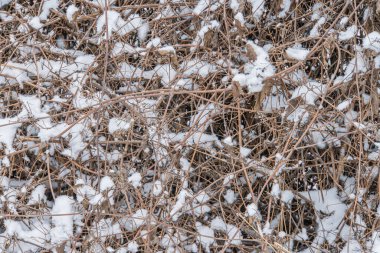 Close-up image of dried brown vegetation with patches of snow, suggesting winter and inconsistent weather conditions Background is indistinct due to depth of field effect No texts or brands present clipart