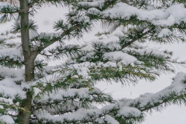 Karlı çam dallarının yakın görüntüsü, bulanık kış arka planı, doğal ışıklandırma, bulutlu bir gün,