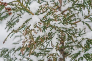 Close-up image of a snow-covered evergreen branch in a soft winter scene, a clipart