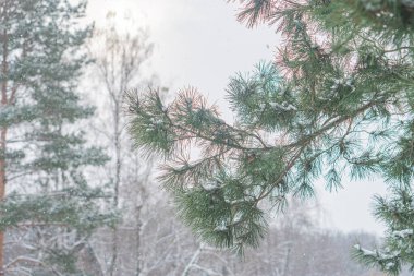 Binanın içinden sakin bir kış sahnesi ağaçların kar ve kahverengi yapraklarla tozlandığını gösteriyor, muhtemelen huş ağacı ya da yaprak döken türler.