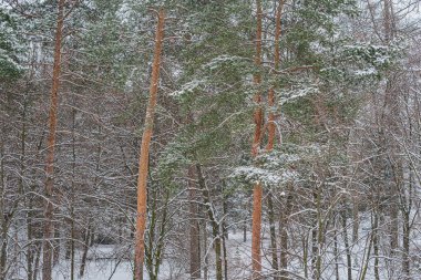 Kış sahnesinde huş ağaçları karla kaplı ve yerdeki rahatsız ayak izleri derinlik ve uzayı işaret ediyor.