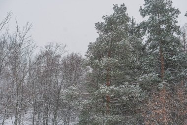 Karla kaplı manzara, çıplak ağaçlar ve karla kaplanmış yemyeşil gökyüzü yumuşak ışıklandırma sağlar. Belirgin bir konum ya da bağlam verilmez.