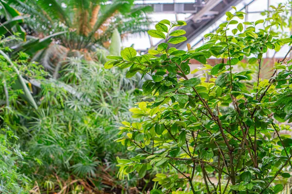 Parlak yaprakları ve farklı dokuları olan çeşitli tropikal bitkilerin sergilendiği canlı, bölünmüş bir botanik sahnenin görüntüsü iyi ışıklandırılmış, sağlıklı bitkiler solda sıralanmış, daha yakın görüntüler ise