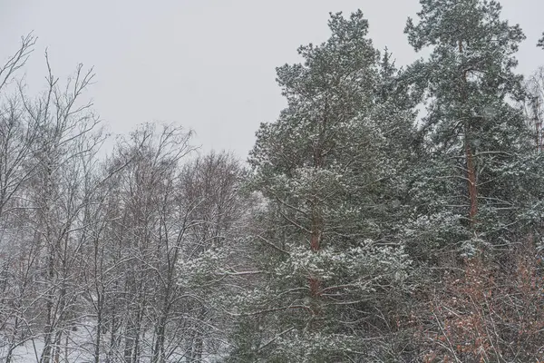 Karla kaplı manzara, çıplak ağaçlar ve karla kaplanmış yemyeşil gökyüzü yumuşak ışıklandırma sağlar. Belirgin bir konum ya da bağlam verilmez.