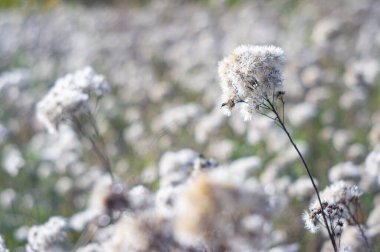 Açık alan arkaplanına karşı bir karahindiba tohumu başlığı yakın plan, karmaşık detay odaklı ve zıt yumuşak bokeh güneşli gün aydınlatma görünür metin