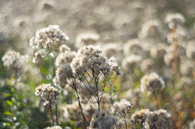 Close-up of dandelion seed heads against a natural, blurred background Fluffy white pappus on thin stems with green leaves at base Depth and texture suggested No visible texts clipart