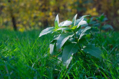 Canlı, yeşil bir bitkinin kapalı bir çimenlik zemine karşı yakın plan görüntüsü, açık bir alanda...