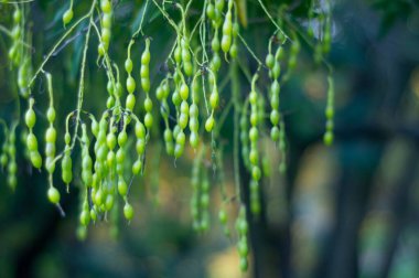 Image of a fruit-bearing plant outdoors, with hanging oval-shaped fruits clustered on drooping stalks Natural setting, daytime lighting, possibly taken in a garden or forested area clipart