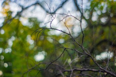 Bitki dallarının yakın plan fotoğrafı, yapraklı dallar, doğal bir ortamda çekilmiş, gerçekçi stil, canlı renkler, gün ışığı