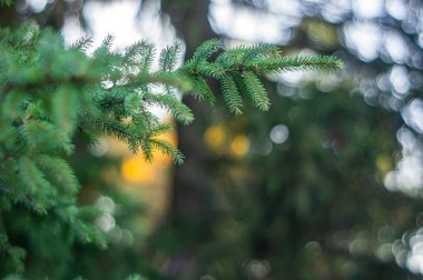 Close-up image of a healthy coniferous tree branch, possibly pine or fir, with densely packed glossy green needles Soft shadows and natural backdrop suggest tranquil outdoor setting Emphasis on mac clipart