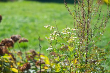 Yumuşak renkli yaprakları ve sayısız yaprakları olan, yıldız şeklindeki bir bitkinin yakın plan görüntüsü mevsimlik renklere dönüşen yeşil yaprakların çeşitli tonlarını göstermektedir.