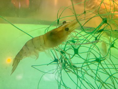 Close-up image of two freshwater shrimp in an aquarium with greenish water and plant growths Shrimp are translucent, elongated, segmented, have antennae, and forage or move through the water clipart