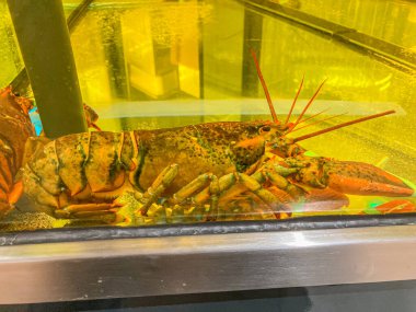 Pişmiş bir ıstakoz, içi petrolle dolu paslanmaz çelik bir kapta gösterilir.