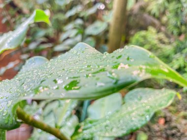 Su damlacıkları ile bir yaprağın yakın çekim, parlak ışık altında alınır, muhtemelen açık havada bahçe ya da park kurmak, sakin ve detaylı doğa bakışı