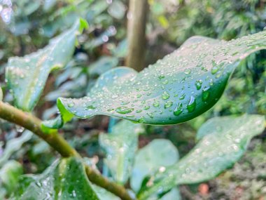 Yağmurlu ya da çiğ damlacıkları ile bir bitkinin üzerindeki ıslak yaprağın yakın çekim görüntüsü ışığı yansıtır doğal renklerle yumuşatılmış görüntü odağı ve merkezi konuyu vurgulamak için bulanık arkaplan