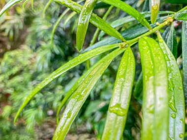 Image depicts a close-up of tropicalsubtropical plant leaf with water droplets, possibly in a misty or rainy environment The background shows other green plants, likely within a forest or park Foc clipart