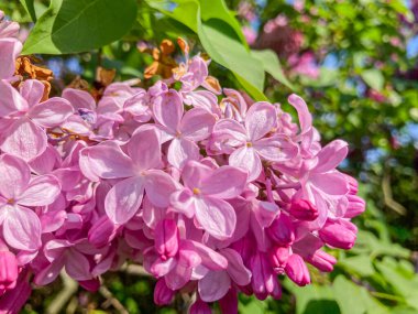 Close-up shot of a pink flower cluster with lush petals, contrasted by green leaves The image has a shallow depth of field, focusing on the blooms while the background is softly blurred clipart