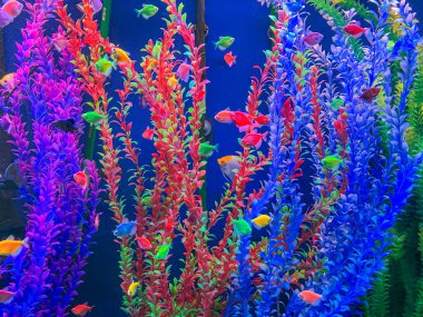 Indoor aquarium with vibrant, well-maintained coral and diverse fish Corals in various shades of pink, purple, and blue Colorful fish like orange, yellow, blue, red, and green swimming freely clipart