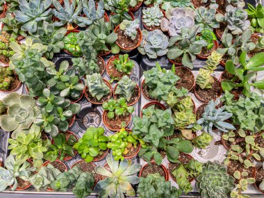 Bir masa ya da zemindeki saksı bitkilerinin görüntüsü, çeşitli türler ve boyutlarda, muhtemelen bir çocuk odasında.