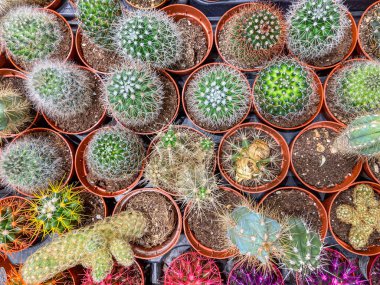 Masada ya da rafta bulunan çeşitli tencere boyutları ve dikenli dokuları olan kaktüslerin toplanması. Bazıları yeşil-mavi renklere sahipken, diğerleri ön planda soluk gri renkte kaktüslerdir.