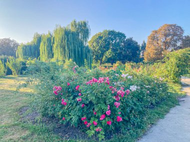 Serin bir açık hava sahnesi yemyeşil, bahçede bir patika, ve çeşitli pembe çiçekli çalılar tam çiçek muhtemelen güller ya da başka bir tür çalılık, gölgeli ağaçların altında güneşli bir da