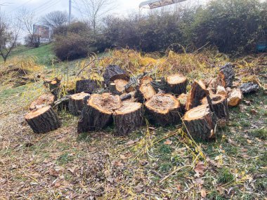 Açıkta kök salan ağaç kütüklerinin dairesel düzenlenmesi, farklı boyutlarda ve şekillerde, açık havada orman veya park kurmak, gerçekçi stil, yüksek ayrıntı ve renk karşıtlığı Kyiv, Ukrayna 11-02-2024