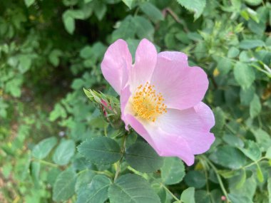 Sarı merkezli tek bir pembe gül yeşil yaprakların üzerinde, yukarıdan gerçekçi bir şekilde çekilmiş bir şekilde durur. a