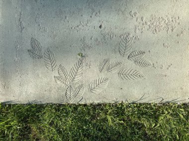 Close-up image of organic imprints leaves, branches in cement, resembling natural veins and growth patterns Background suggests a garden or park area with green grass Interplay between nature and clipart