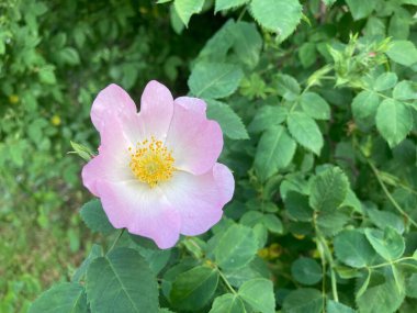 Bir gülün yakın çekim görüntüsü, yeşil yapraklara karşı dizilmiş, eğimli pembe renkli ve parlak sarı renkli taç yaprakları sergileniyor.
