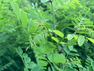 Sağlıklı, dar yapraklı bitkilerin yakın görüntüsü, muhtemelen fidanlar veya genç bitkiler, yeşil yaprakların çeşitli tonlarında doğal bir ortamda.