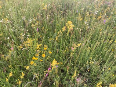 Çeşit çeşit kır çiçeklerinin yakın plan görüntüsü, sarı, mor ve beyaz renk tonlarını gözler önüne seriyor çiçekler desenli, ve sert gölgeler olmadan aydınlatma yumuşak çiçekler üzerinde odaklanıyor,