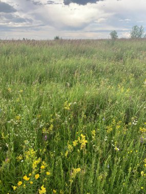 Uzun otlar ve kır çiçekleriyle dolu sakin, yemyeşil bir arazi. Farklı renklerde bir patika, gölgelerle kaplı bir gökyüzü. Sabah veya öğleden sonra güneşini çağrıştırıyor.