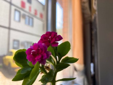 Close-up of a vibrant pink flower against a slightly blurred outdoor backdrop with building or vehicle details. a clipart