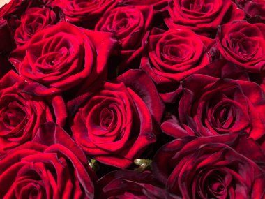 Canlı kırmızı güllerden oluşan yoğun bir koleksiyonun yakın plan fotoğrafı üst üste dizilmiş, bir buket oluşturuyor veya tarafsız bir arkaplana karşı sergileniyor