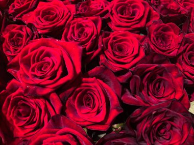 Taze, bakımlı kırmızı güllerin yakın plan görüntüsü ince gölgeli yumuşak ışıklandırma, canlı kırmızı renklere derinlik güzellik ve doğal detayları yakalamaya odaklan