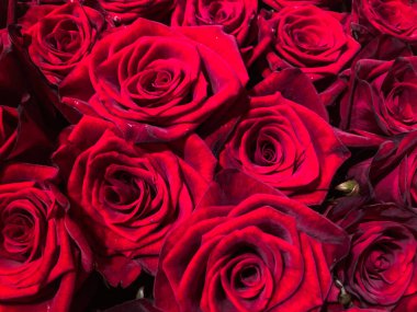 Canlı renklerini ve katmanlı yapraklarını gösteren taze kırmızı güllerin yakın bir düzeninin görüntüsü dipten görülebiliyor, bu da demek oluyor ki gösteriş veya hediye amaçlı kesilmiş.