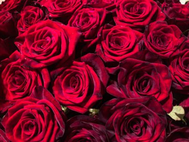 Çeşitli demetlerdeki kırmızı güllerin yakın plan görüntüsü, karmaşık damar desenleri ve yumuşak dokular, dekoratif amaçlar ya da düğün yıldönümleri gibi etkinlikler için düzenlenmiştir.