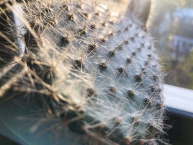 A close-up image of a pallid cholla cactus with white and tan spines, in the early stages of growth or flowering, against a soft, light blue and brown outdoor background The image is reflected on gl clipart