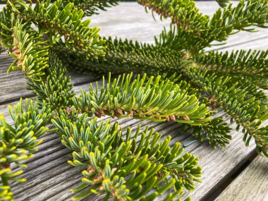 Image shows a densely packed collection of fresh green pine branches on an outdoor surface. a clipart