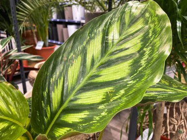 Yeşil ve sarı benekli canlı bir yaprak, doğal bir fotoğrafta sera ya da çocuk odasının bulanık zeminine karşı sergilenir.