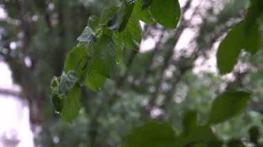 Bir park veya bahçe alanı gibi açık bir ortamda yumuşak, dağınık ışık altında ıslak yaprakları gösteren dikey bir kompozisyon